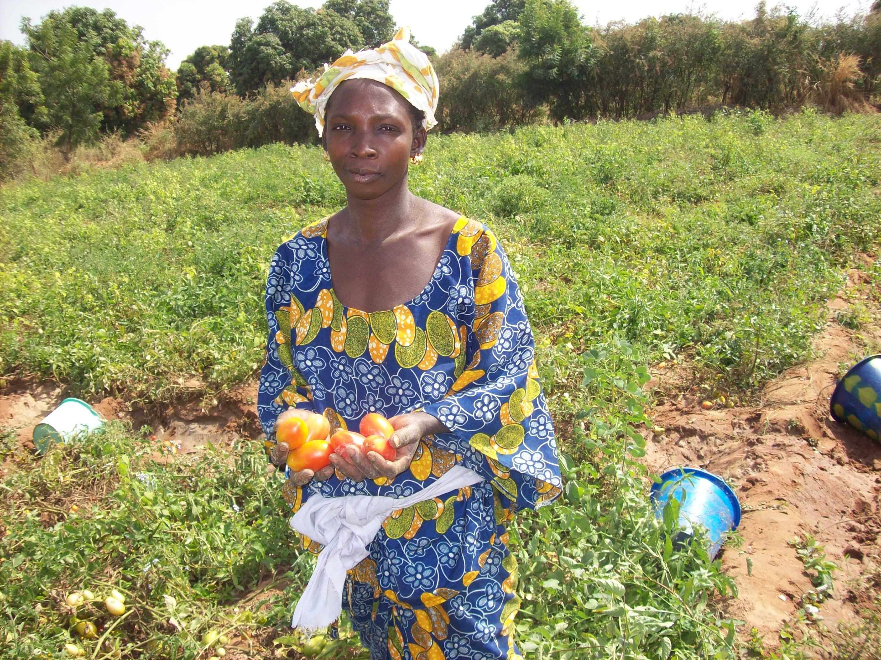 mali tomato farmer